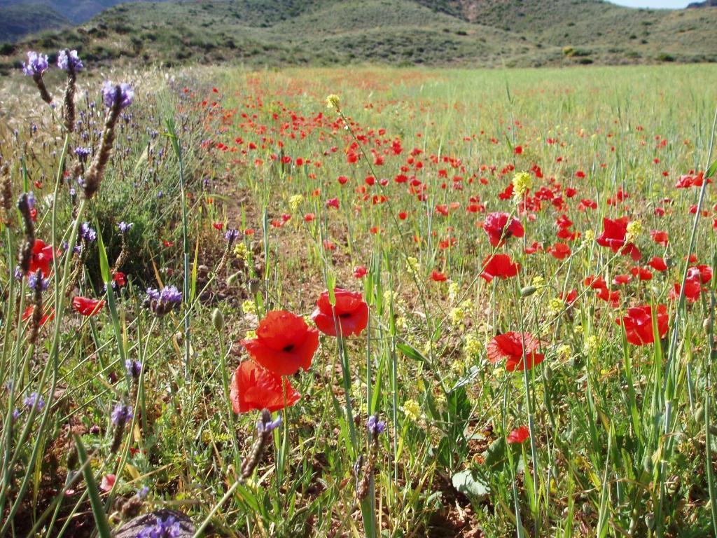 Complejo La Ermita Ξενοδοχείο Rodalquilar Εξωτερικό φωτογραφία